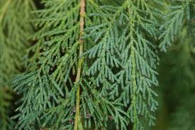 Attēlu rezultāti vaicājumam “Chamaecyparis lawsoniana”