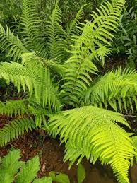 Attēlu rezultāti vaicājumam “Dryopteris filix-mas”