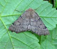 Attēlu rezultāti vaicājumam “Odontopera bidentata”