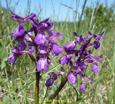 Attēlu rezultāti vaicājumam “Orchis morio”