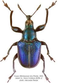 Attēlu rezultāti vaicājumam “Attelabidae”