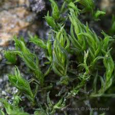 Attēlu rezultāti vaicājumam “Didymodon rigidulus”