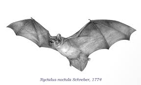 Attēlu rezultāti vaicājumam “Nyctalus noctula”