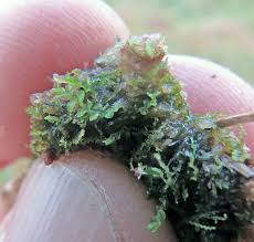 Attēlu rezultāti vaicājumam “Cephalozia loitlesbergeri”