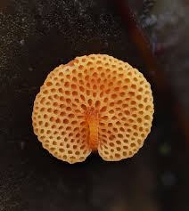 Attēlu rezultāti vaicājumam “Craterium aureum spores”