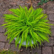 Image result for Hillingdon Streamers