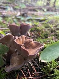 Attēlu rezultāti vaicājumam “Gomphus clavatus”