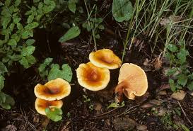 Attēlu rezultāti vaicājumam “Hygrophoropsis aurantiaca”