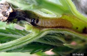 Attēlu rezultāti vaicājumam “Canephora hirsuta larva”