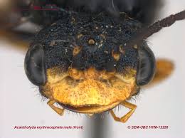 Attēlu rezultāti vaicājumam “Acantholyda erythrocephala”