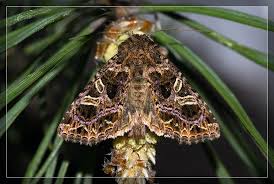 Attēlu rezultāti vaicājumam “Hadena rivularis”