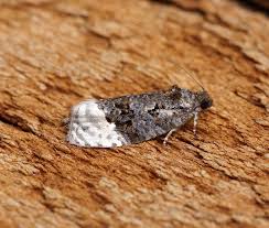 Attēlu rezultāti vaicājumam “Apotomis betuletana”