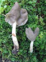 Attēlu rezultāti vaicājumam “Helvella elastica”