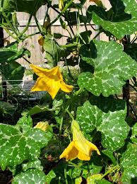 Image result for tromboncino