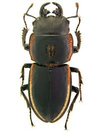 Attēlu rezultāti vaicājumam “Lucanidae”