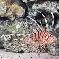 Image result for Pterois miles