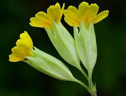 Attēlu rezultāti vaicājumam “Primula veris leaf”