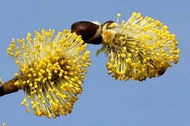 Attēlu rezultāti vaicājumam “Salix caprea male flower”
