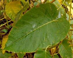 Attēlu rezultāti vaicājumam “Reynoutria sachalinensis leaf”