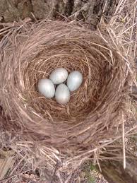 Attēlu rezultāti vaicājumam “Turdus merula eggs”