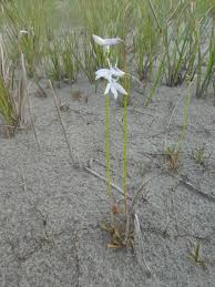Attēlu rezultāti vaicājumam “Lobelia dortmanna flower”