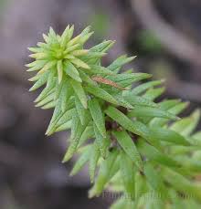 Attēlu rezultāti vaicājumam “Hippuridaceae”