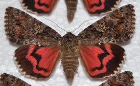 Attēlu rezultāti vaicājumam “Catocala sponsa”