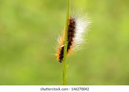 Attēlu rezultāti vaicājumam “Arctia caja larva”