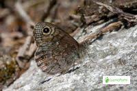 Attēlu rezultāti vaicājumam “Lasiommata petropolitana upperside”