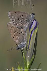 Attēlu rezultāti vaicājumam “Maculinea alcon female”