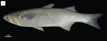 Image result for Mugil liza