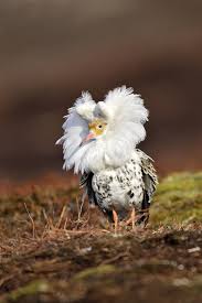 Attēlu rezultāti vaicājumam “Philomachus pugnax”