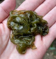 Attēlu rezultāti vaicājumam “Nostoc commune”