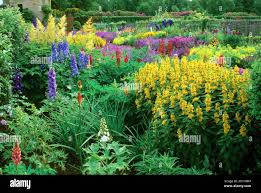 Attēlu rezultāti vaicājumam “Lysimachia punctata flower”