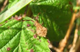 Attēlu rezultāti vaicājumam “Coreus marginatus nymph”