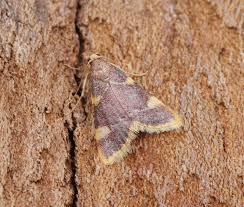 Attēlu rezultāti vaicājumam “Hypsopygia costalis”