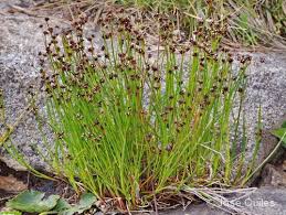 Attēlu rezultāti vaicājumam “Juncus alpinoarticulatus”