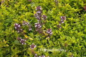 Attēlu rezultāti vaicājumam “Thymus pulegioides”