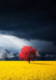 Image result for bilder