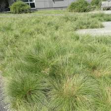 Attēlu rezultāti vaicājumam “Jamesoniella autumnalis sporophyte”