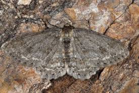 Attēlu rezultāti vaicājumam “Ectropis crepuscularia”