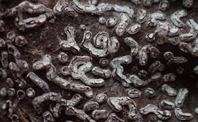 Attēlu rezultāti vaicājumam “Diderma chondrioderma macro”