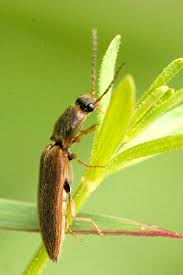 Attēlu rezultāti vaicājumam “Athous sp.”