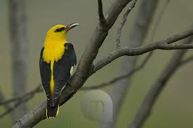 Attēlu rezultāti vaicājumam “Oriolus oriolus male”