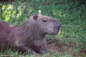 Attēlu rezultāti vaicājumam “Hydrochoerus hydrochaeris”