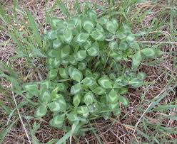 Attēlu rezultāti vaicājumam “Trifolium pratense leaf”