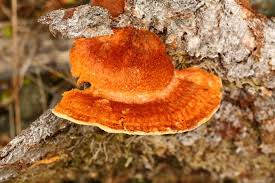 Attēlu rezultāti vaicājumam “Pycnoporellus fulgens”