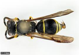 Attēlu rezultāti vaicājumam “Ancistrocerus sp. male”