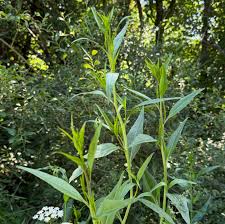 Attēlu rezultāti vaicājumam “Lepidium latifolium leaf”