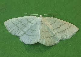 Attēlu rezultāti vaicājumam “Cabera pusaria”